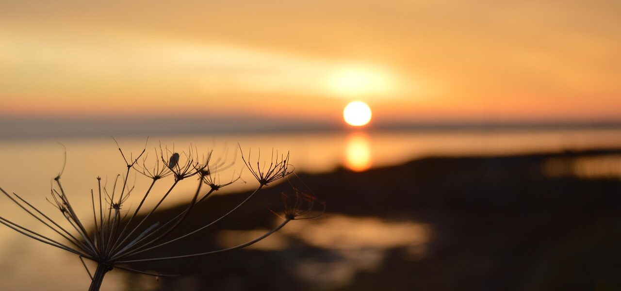 Perleparadis: De smukkeste øreringe, der ikke sprænger budgettet